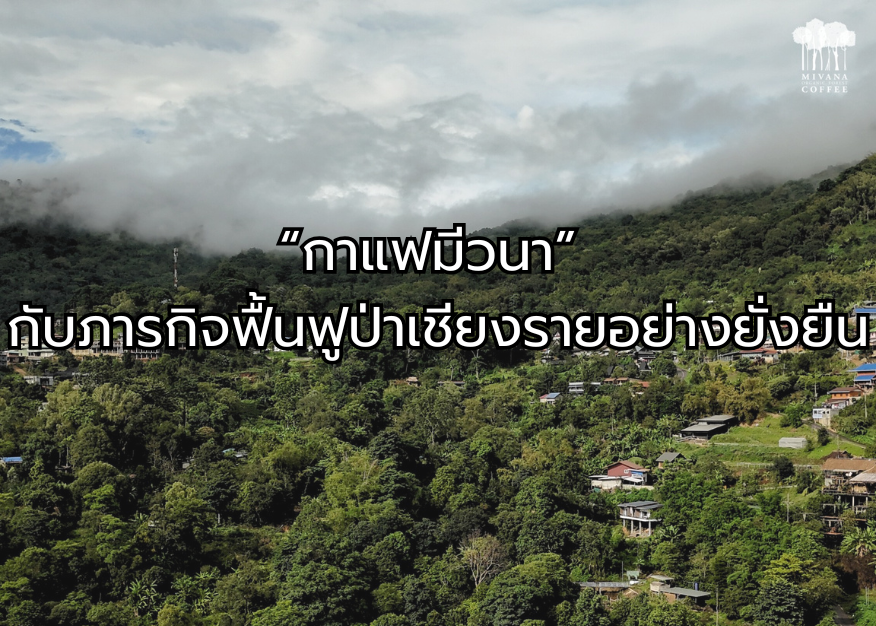 กาแฟมีวนา-กับภารกิจฟื้นฟูป่าเชียงรายอย่างยั่งยืน