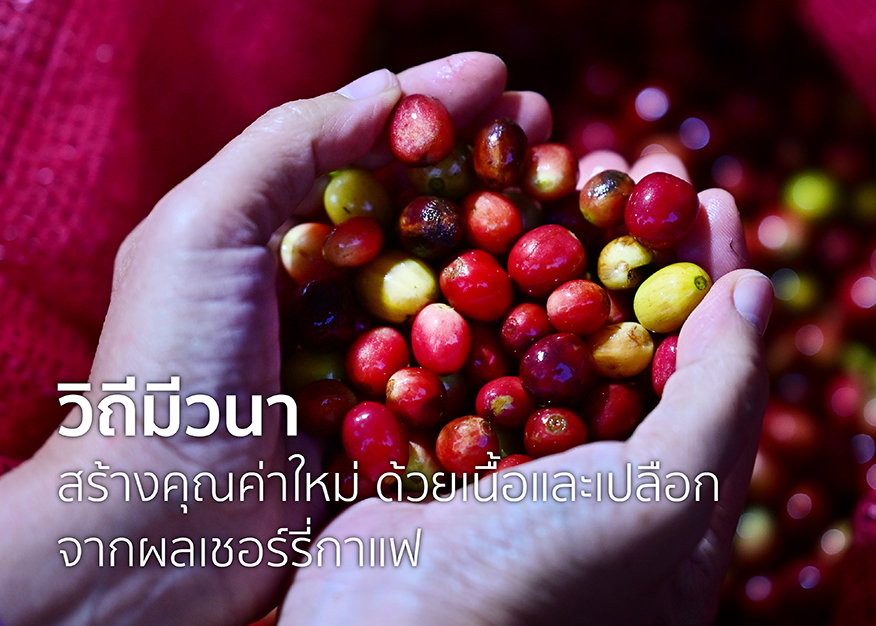 mivana coffee cherry content ใน website Facebook