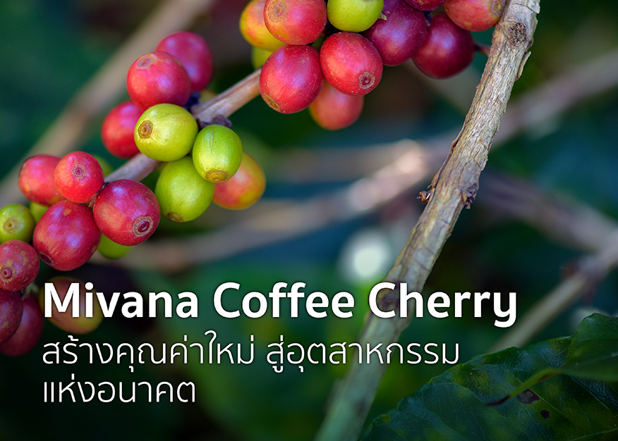 mivana coffee cherry content ใน website Facebook
