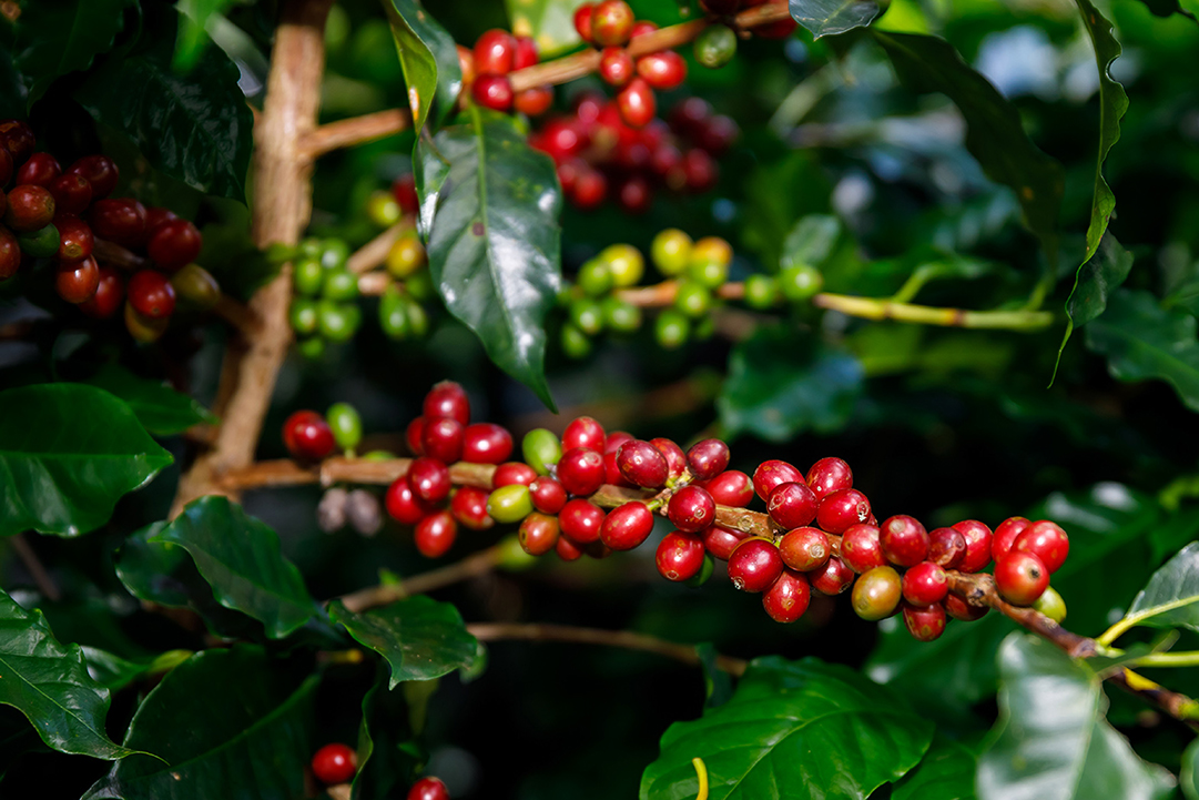 mivana coffee cherry content ใน website Facebook